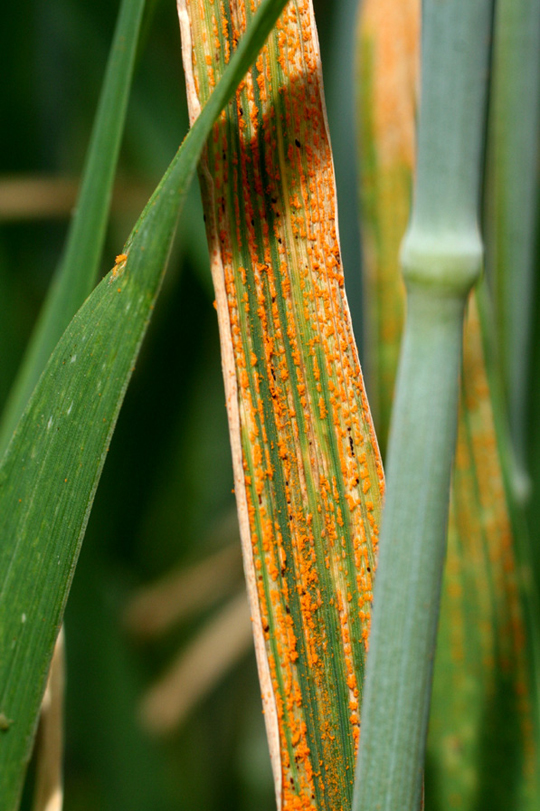 Stripe rust symptoms on wheat leaf